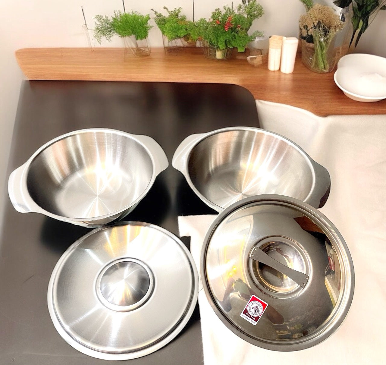 THỐ DẸP HAI QUAI - ZEBRA THÁI LAN